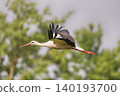 Photo of a stork in flight 140193700