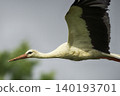 Photo of a stork in flight 140193701