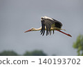 Photo of a stork in flight 140193702