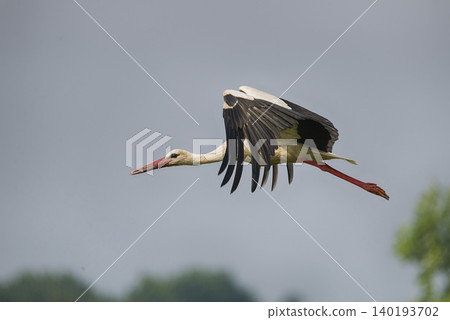 Photo of a stork in flight 140193702