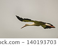 Photo of a stork in flight 140193703