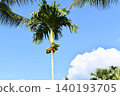 Palm tree tropical fruit blue sky nature summer tall palm stands under clear sky with green frond and fruit cluster 140193705