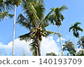 Coconut palm tree tropical sky green nature fruit cluster on tall trunk under blue sky with sunlight and calm breeze feeling 140193709