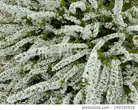 Spiraea: Branches covered with countless small white flowers Spiraea: Branches covered with countless small white flowers 140193858