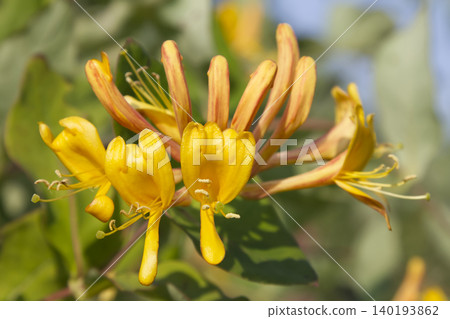 Bright Yellow Honeysuckle Blossoms on Vine Closeup Bright Yellow Honeysuckle Blossoms on Vine Closeup 140193862