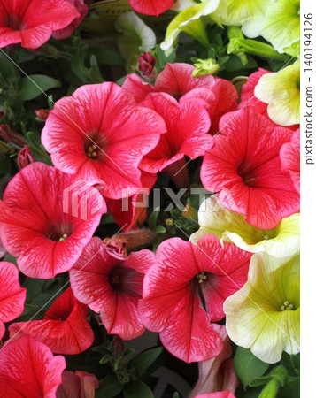 Pink Petunia flower up Pink Petunia flower up 140194126