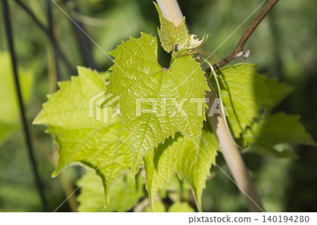 Fresh Grapevine Leaf on Vine Shoot Closeup Fresh Grapevine Leaf on Vine Shoot Closeup 140194280