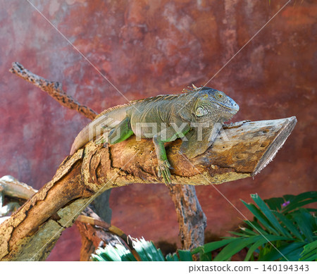Mexican iguana on a tree trunk Mexican iguana on a tree trunk 140194343
