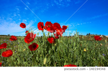 Spring meadow Camino Santiago Levante Spring meadow Camino Santiago Levante 140194348