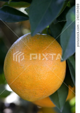 Orange trees with oranges Orange trees with oranges 140194369