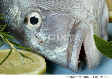 Denton, Mediterranean sparus fish, gilthead, snapper Denton, Mediterranean sparus fish, gilthead, snapper 140194372