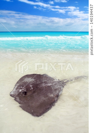 stingray Dasyatis americana in Caribbean beach 140194437