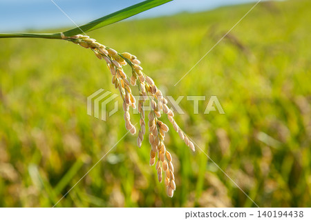 Cereal rice fields with ripe spikes 140194438