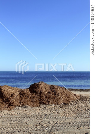 algae seaweed dried Mediterranean sea beach ocean shore 140194684