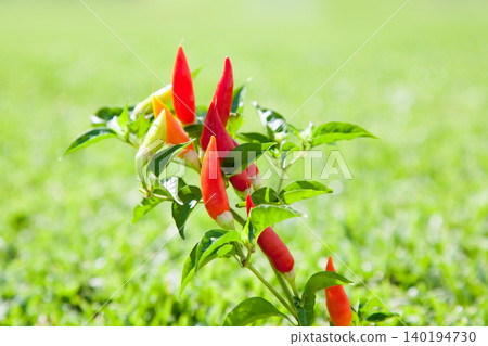 chili hot peppers plant in red and orange chili hot peppers plant in red and orange 140194730