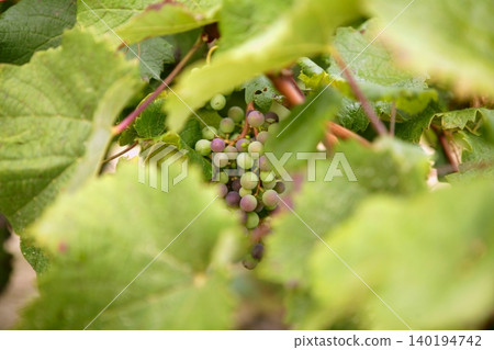 Grape details growing in vineyard field Grape details growing in vineyard field 140194742