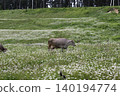 Brown cow standing in a green daisy field in Georgia 140194774