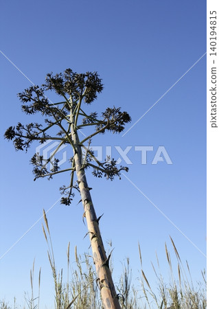 Agave, pitera, cactus from mediterranean sea shore 140194815