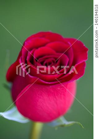 Macro red rose, blurred green grass background Macro red rose, blurred green grass background 140194818