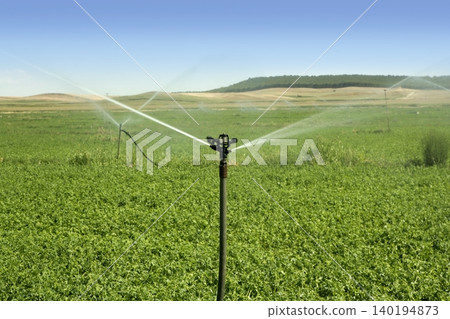 Irrigation vegetables field with sprinkler Irrigation vegetables field with sprinkler 140194873