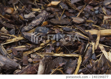 Wet Wood Bark Mulch Texture Closeup 140194877