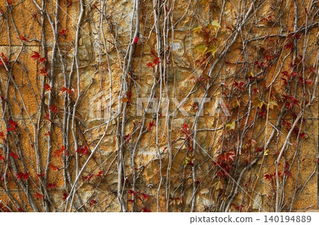 Autumn climbing plant wall texture background Autumn climbing plant wall texture background 140194889