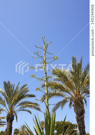 agave flower and phonix dactylifera palm trees 140194906