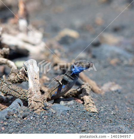 La Palma typical lizard Tizon Gallotia galloti palmae 140194957