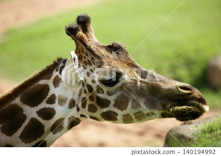 Girafe from Africa, detail of head Girafe from Africa, detail of head 140194992