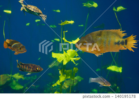 Cenote sinkhole Cichlids fishes Riviera Maya Cenote sinkhole Cichlids fishes Riviera Maya 140195178
