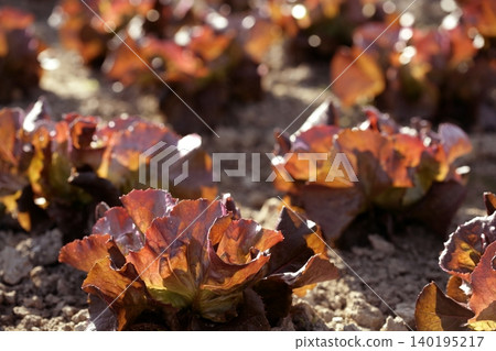 Green lettuce country in Spain Green lettuce country in Spain 140195217