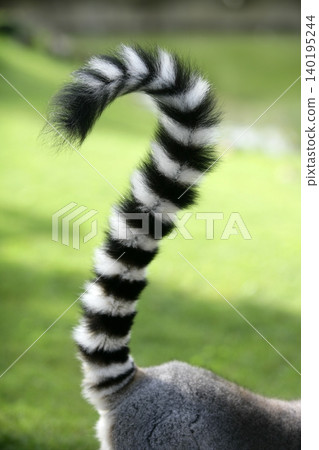Ring tailed lemur from Madagascar. Question mark shape tail Ring tailed lemur from Madagascar. Question mark shape tail 140195244