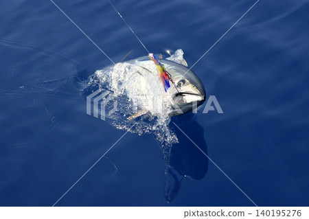 Blue fin tuna Mediterranean fishing and release Blue fin tuna Mediterranean fishing and release 140195276