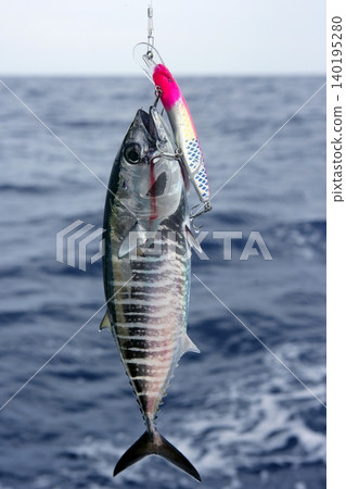 Blue fin bluefin tuna catch and release Blue fin bluefin tuna catch and release 140195280