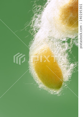 yellow silkworm cocoon over green 140195301