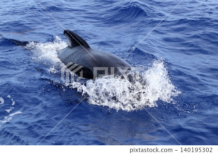 pilot whale free in open sea blue mediterranean pilot whale free in open sea blue mediterranean 140195302
