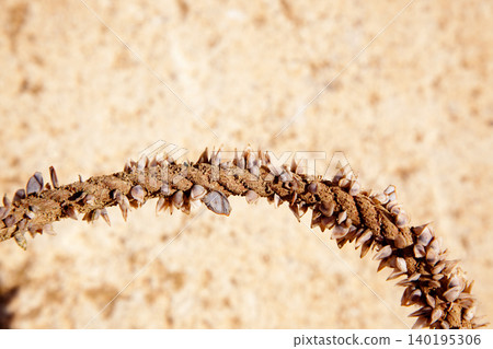 Barnacles growing in marine rope 140195306