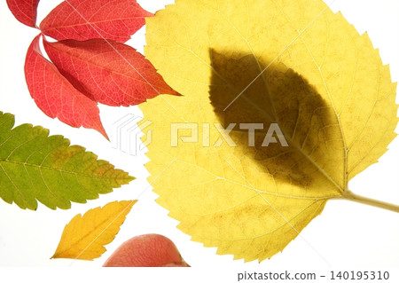 Autumn, fall leaves decorative still at studio white background Autumn, fall leaves decorative still at studio white background 140195310