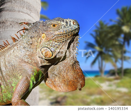 Mexican iguana in tropical Caribbean beach Mexican iguana in tropical Caribbean beach 140195334