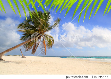 Coconut palm trees tropical typical background Coconut palm trees tropical typical background 140195343