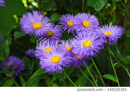 A cluster of vibrant purple Erigeron daisy-like flowers with bright yellow centers blooms beautifully against lush green foliage in a garden. A cluster of vibrant purple Erigeron daisy-like flowers with bright yellow centers blooms beautifully against lush green foliage in a garden. 140195365