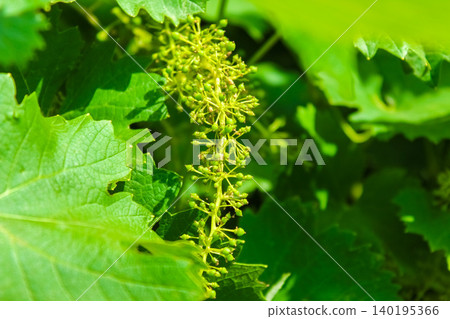 Close-up of a green grape inflorescence developing tiny young berries on a vine, surrounded by vibrant lush foliage in a sunny vineyard. Close-up of a green grape inflorescence developing tiny young berries on a vine, surrounded by vibrant lush foliage in a sunny vineyard. 140195366