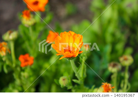 An orange marigold flower blooms vividly in focus, surrounded by a blurry green garden background with smaller orange blossoms. An orange marigold flower blooms vividly in focus, surrounded by a blurry green garden background with smaller orange blossoms. 140195367