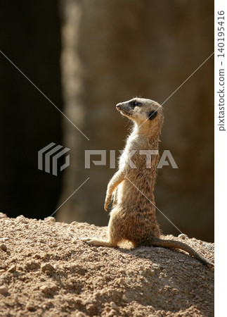 African suricata standing alert African suricata standing alert 140195416