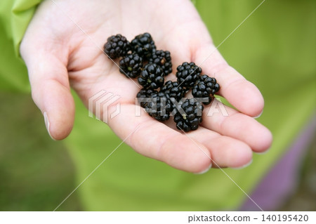Blackberries on a woman hand in the forest Blackberries on a woman hand in the forest 140195420