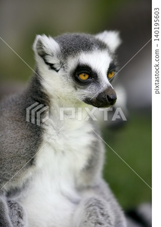 Madagascar Ring Tailed Lemur Madagascar Ring Tailed Lemur 140195603