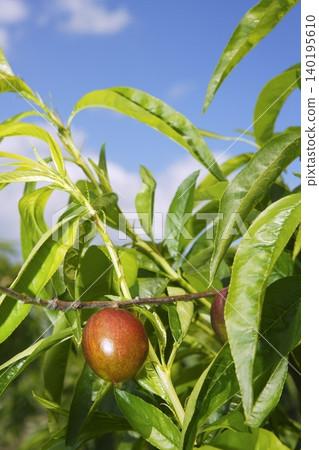 nectarine peach tree growing in spring blue sky nectarine peach tree growing in spring blue sky 140195610