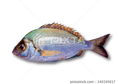 Diplodus sargus white sea bream isolated Diplodus sargus white sea bream isolated 140195617