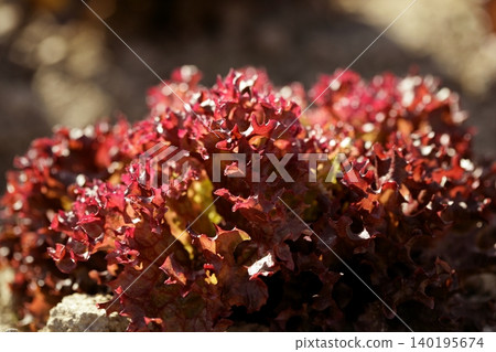 Red little baby lettuce, fields from spain Red little baby lettuce, fields from spain 140195674
