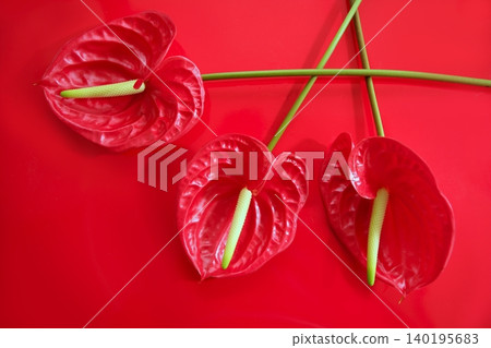 Anthurium exotic beautiful red flower still 140195683